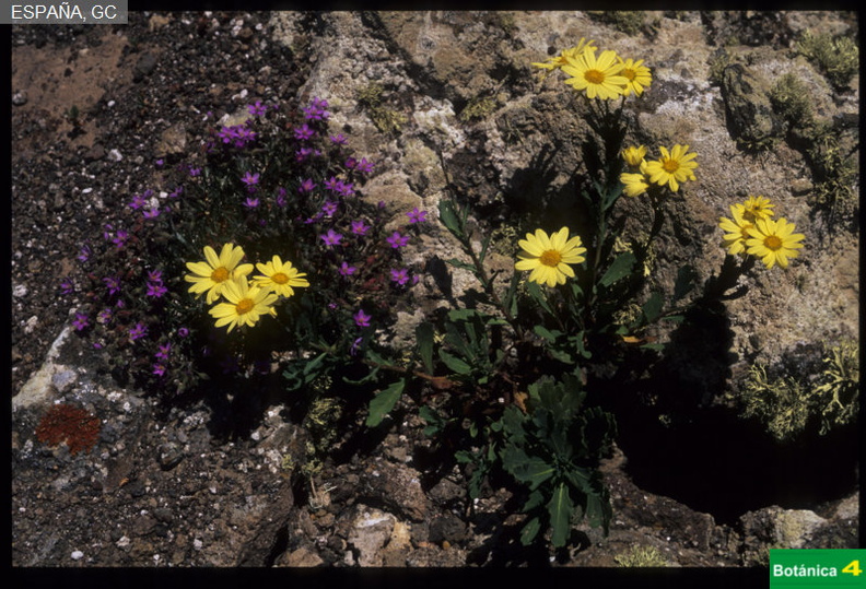 Argyranthemum maderense fdl.jpg