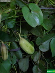 Aristolochia baetica