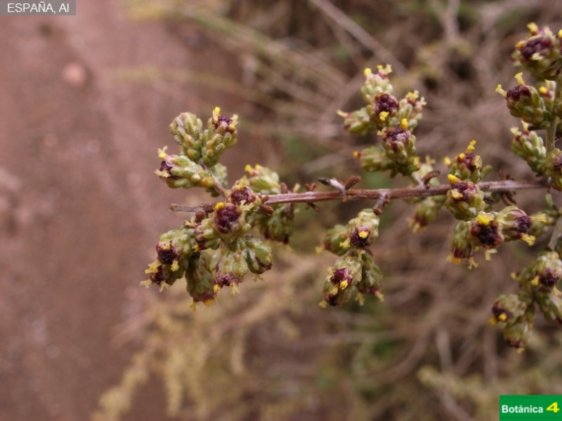 Artemisia barrelieri fdl.jpg