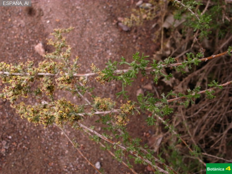 Artemisia barrelieri fdl-1.jpg