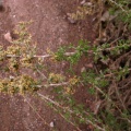 Artemisia barrelieri