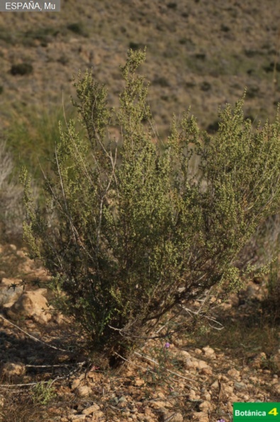 Artemisia barrelieri fdl-2.jpg