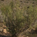 Artemisia barrelieri