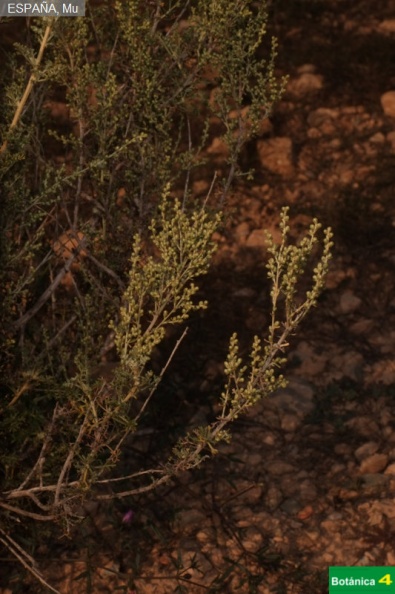 Artemisia barrelieri fdl-3.jpg