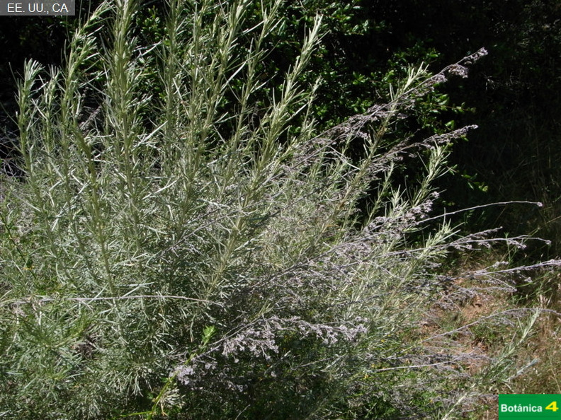 Artemisia californica fdl.jpg