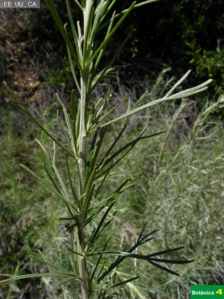 Artemisia californica fdl-1.jpg