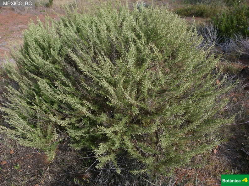 Artemisia californica fdl-2.jpg