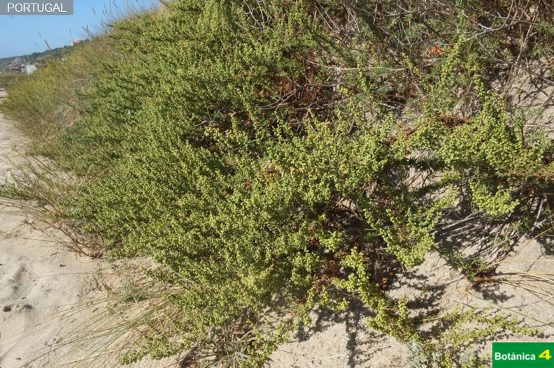 Artemisia chritmifolia fdl.jpg