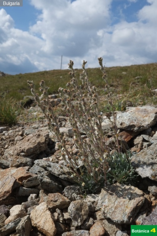 Artemisia eriantha fdl