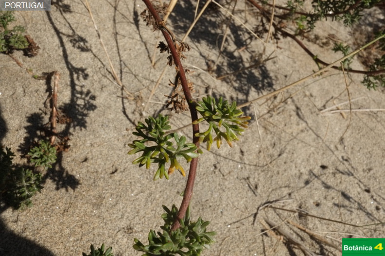 Artemisia chritmifolia fdl-1.jpg