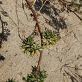 Artemisia chritmifolia