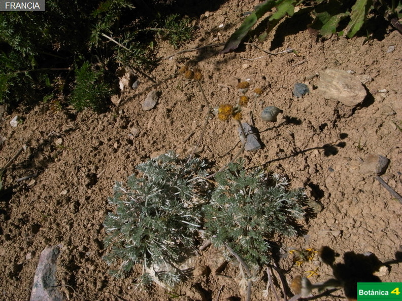 Artemisia glacialis fdl.jpg