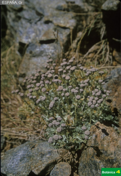 Artemisia granatensis fdl.jpg