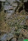 Artemisia granatensis