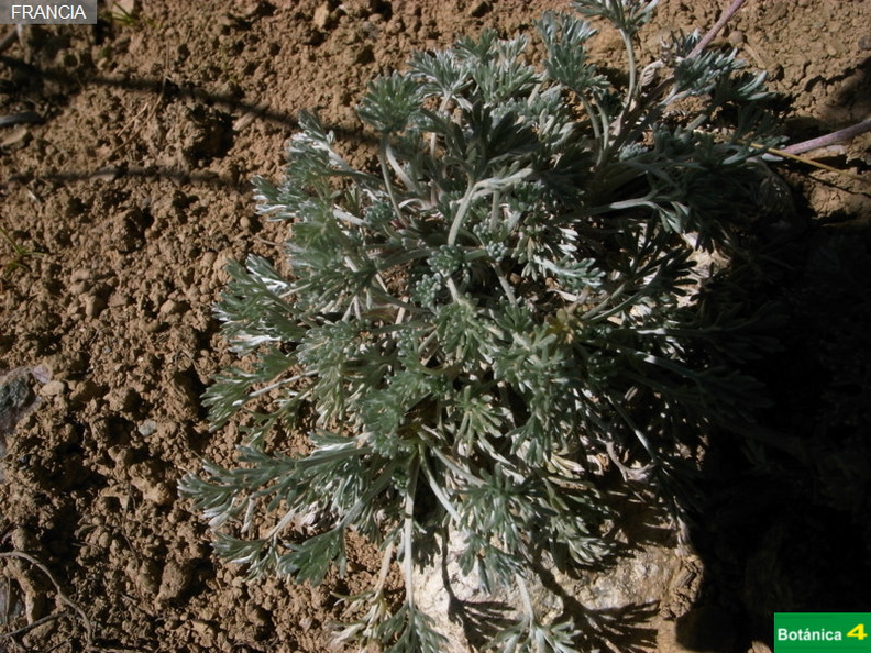 Artemisia glacialis fdl-1.jpg