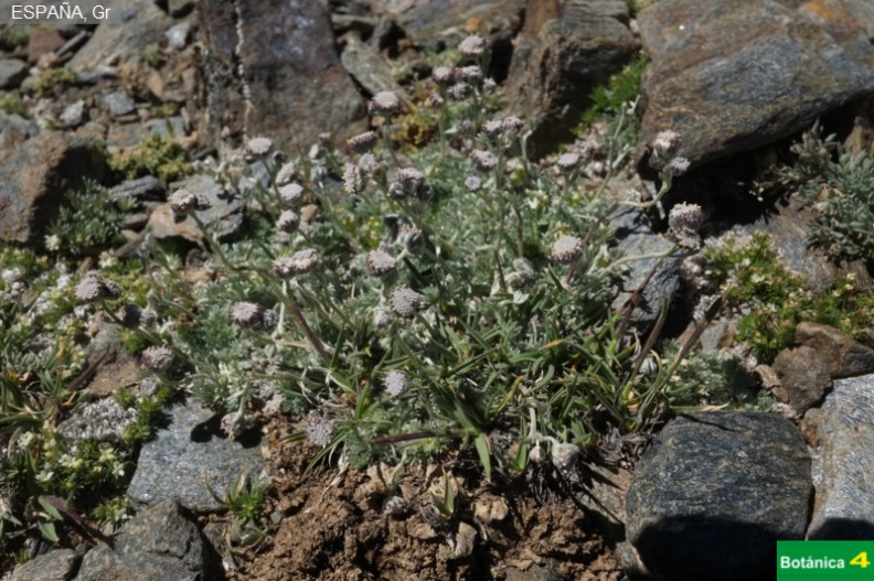 Artemisia granatensis fdl-2.jpg