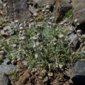 Artemisia granatensis
