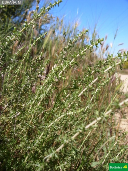 Artemisia herba-alba fdl.jpg