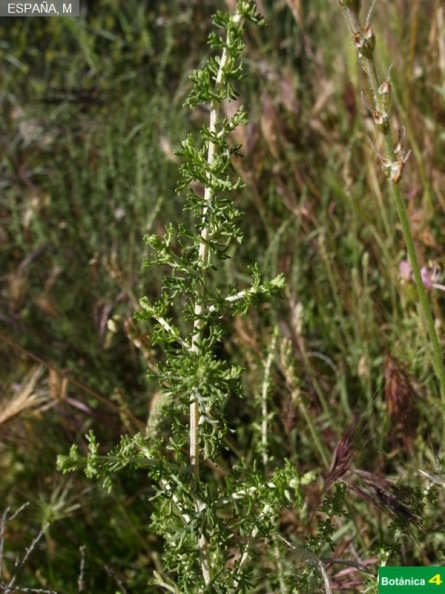 Artemisia herba-alba fdl-1.jpg