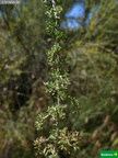 Artemisia herba-alba