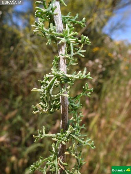 Artemisia herba-alba fdl-3.jpg