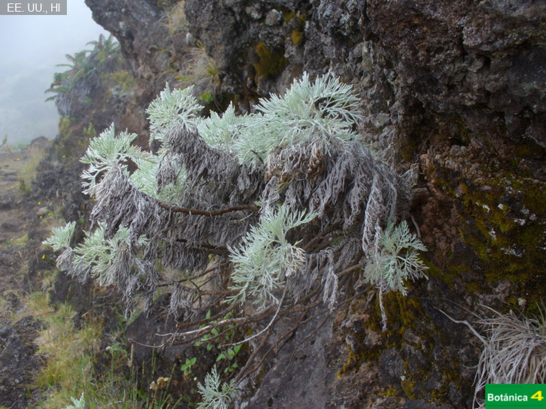 Artemisia mauiensis fdl.jpg