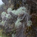 Artemisia mauiensis