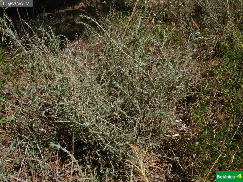Artemisia herba-alba fdl-4.jpg