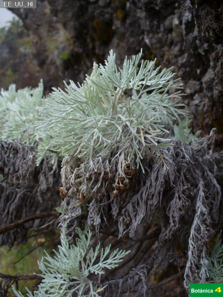 Artemisia mauiensis fdl-1.jpg