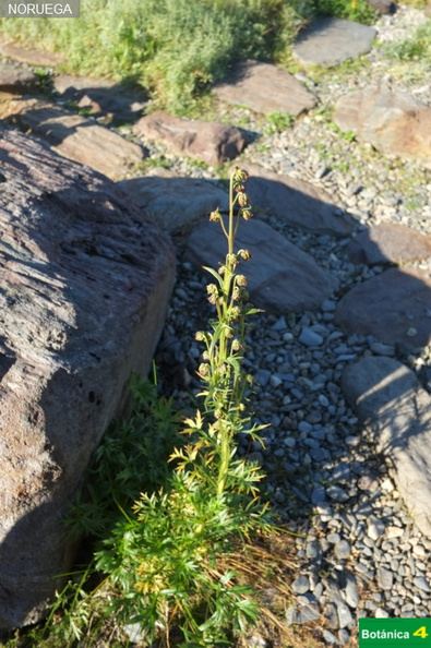 Artemisia norvegica fdl.jpg