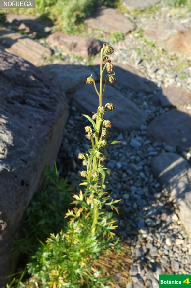 Artemisia norvegica fdl-1.jpg