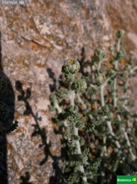 Artemisia sp.jpg
