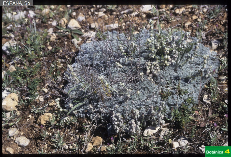 Artemisia pedemontana fdl.jpg