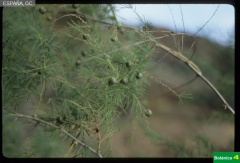 Asparagus arborescens