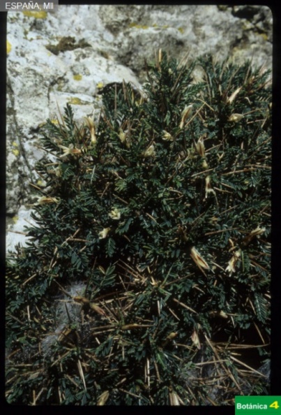 Astragalus balearicus fdl.jpg