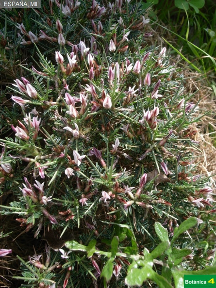 Astragalus balearicus fdl-1.jpg