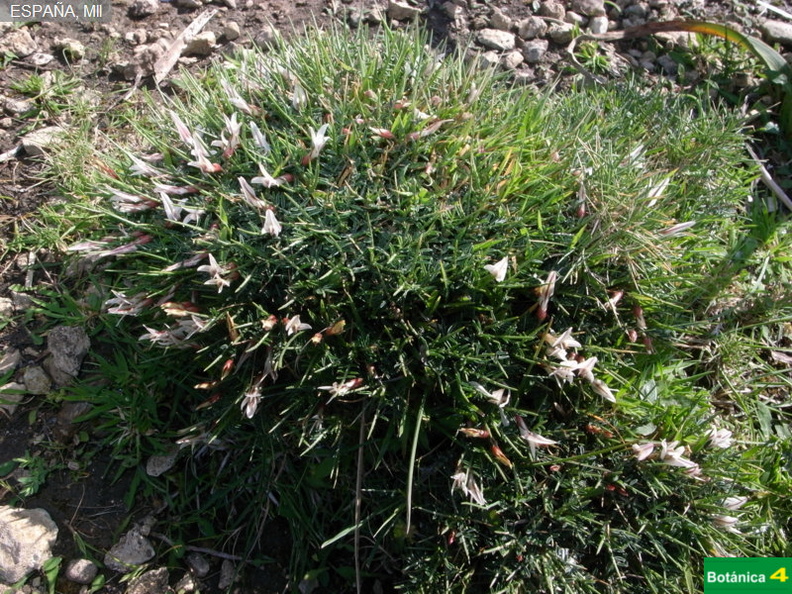 Astragalus balearicus fdl-2.jpg