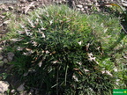 Astragalus balearicus