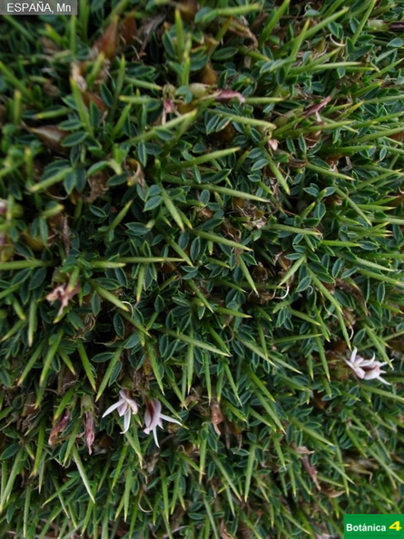 Astragalus balearicus