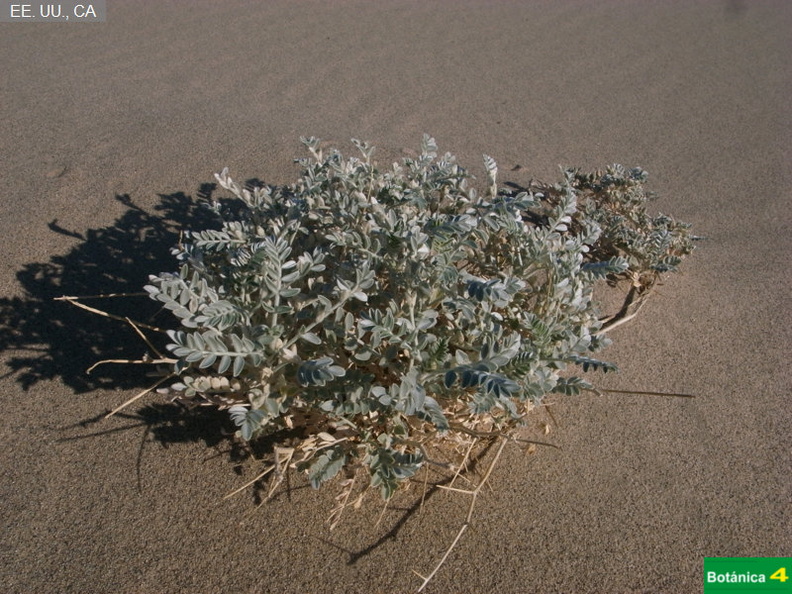 Astragalus lentiginosus var.jpg