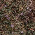 Astragalus kentrophyta ssp. implexus cf.