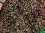 Astragalus kentrophyta ssp. implexus cf.