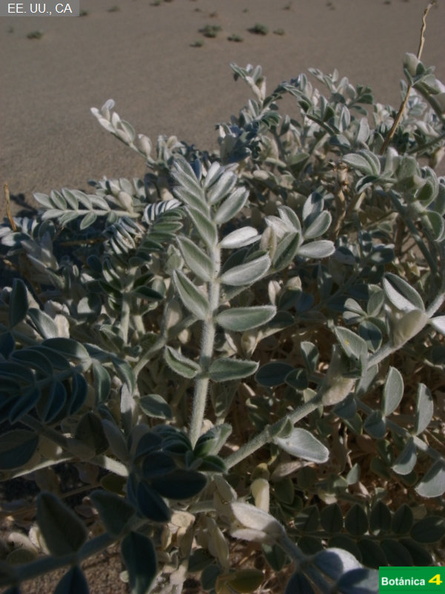 Astragalus lentiginosus var-1.jpg