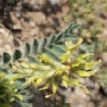 Astragalus nitidiflorus