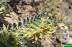 Astragalus nitidiflorus