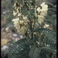 Astragalus lusitanica