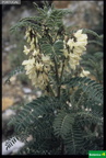 Astragalus lusitanica