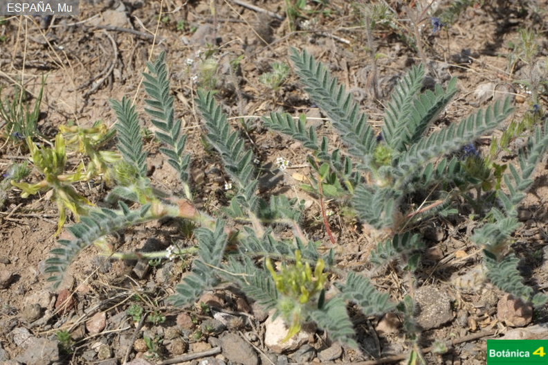 Astragalus nitidiflorus fdl-1.jpg