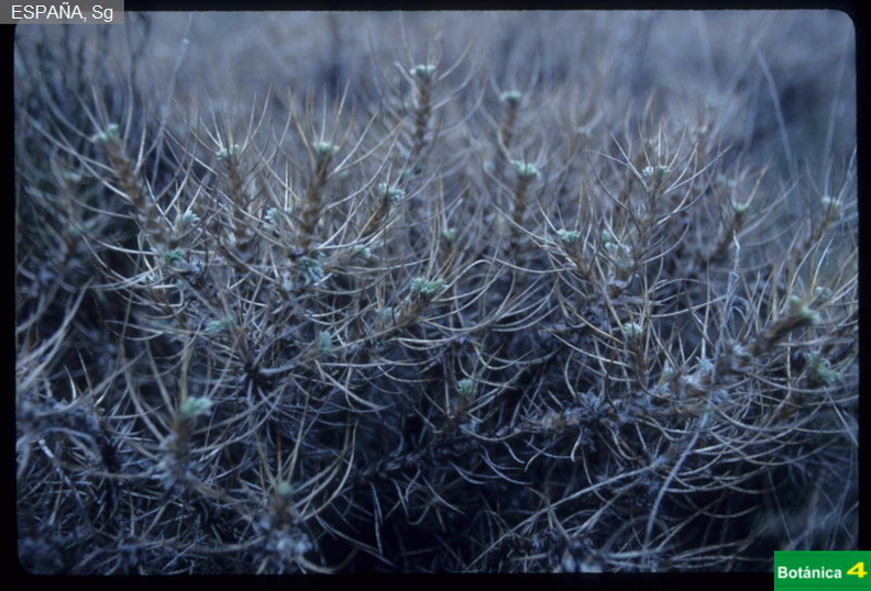 Astragalus sempervirens fdl.jpg