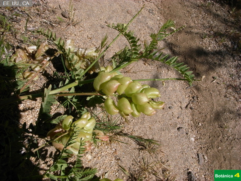 Astragalus pomonensis fdl.jpg